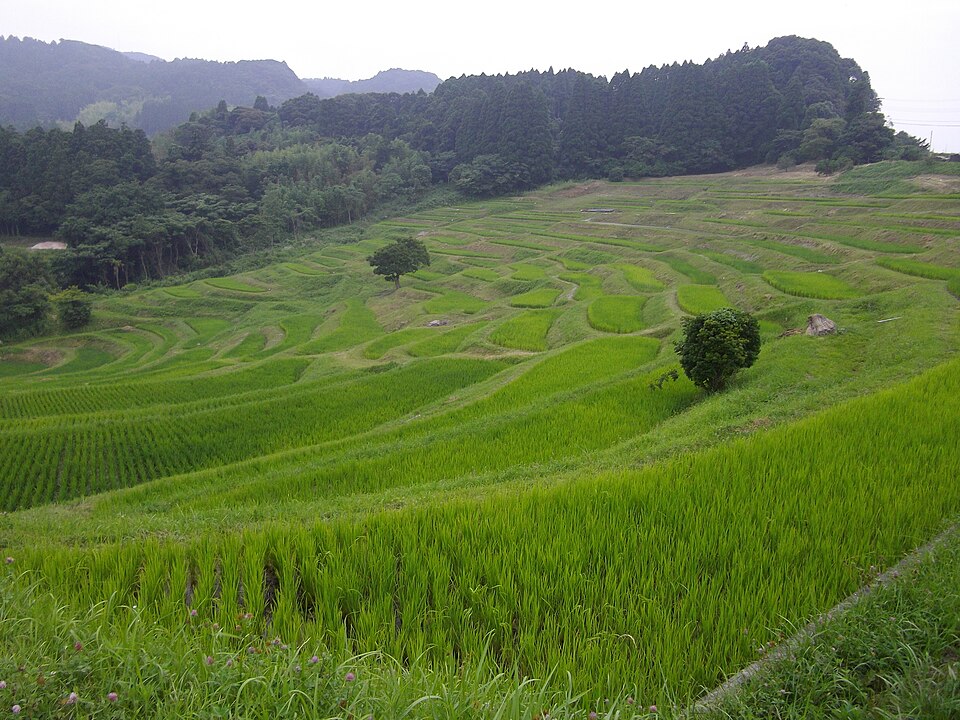 夏の水田が輝く棚田風景（千葉・大山千枚田）